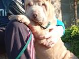 Sharpei puppy - photo 2