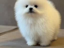 Щенки померанского шпица.