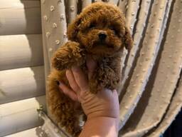 Zwergpudelwelpen aus liebevoller Familienaufzucht.