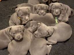 Staffordshire-Terrier-Welpen – Lizenzierter Züchter in Schottland