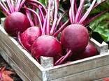 Beetroot from Uzbekistan - фото 1