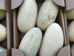 Torpedo melons from Uzbekistan