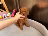 Toy-Pudel-Welpen - photo 3