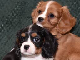 Two Cavalier King Charles Spaniel Puppies