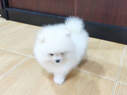 Unsere Pomeranian-Spitz-Welpen