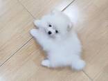 Unsere Pomeranian-Spitz-Welpen - photo 1