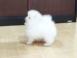 Unsere Pomeranian-Spitz-Welpen - photo 3