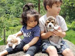 Unsere wunderschönen Beagle-Welpen