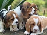 Unsere wunderschönen Beagle-Welpen - photo 2