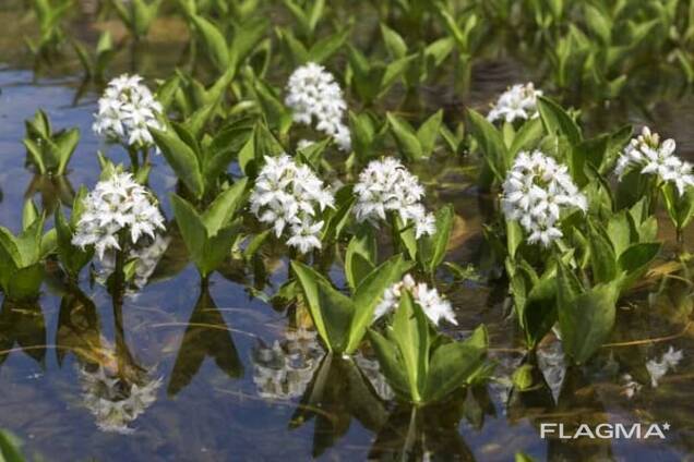 Verkauf von Dreiblättrige Bohnenpfla in großen Mengen vom Hersteller zu den besten Preisen