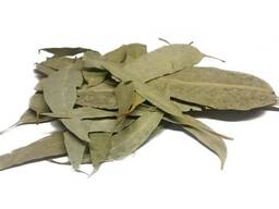 Verkauf von Eukalyptus in großen Mengen vom Hersteller zu den besten Preisen