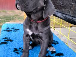 Weltmeister-Cane-Corso-Welpen zu verkaufen