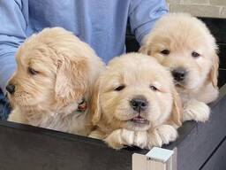 Wir bieten wundervolle Golden-Retriever-Welpen mit exzellenter Abstammung an.