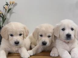 Wir bieten wundervolle Golden-Retriever-Welpen mit exzellenter Abstammung an