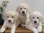 Wir bieten wundervolle Golden-Retriever-Welpen mit exzellenter Abstammung an - photo 1