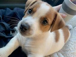 Wir haben bezaubernde Jack-Russell-Welpen.
