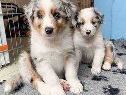 Bezaubernde Australian Shepherd Welpen suchen ein neues Zuhause!