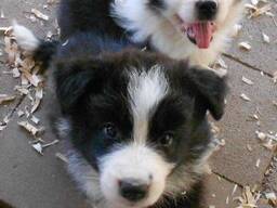 Wunderschöne Border-Collie-Welpen
