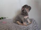 Wunderschöne Französische Bulldoggen-Welpen - photo 3
