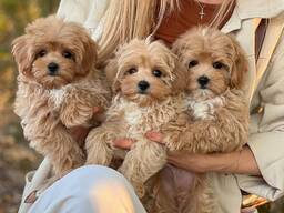 Wunderschöne Maltipoo-Welpen