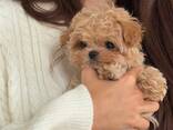 Wunderschöne Maltipoo-Welpen (F1, Rüden und Hündinnen) - photo 1