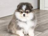 Wunderschöne Pomeranian-Welpen zu verkaufen - фото 6