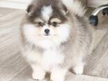 Wunderschöne Pomeranian-Welpen zu verkaufen - фото 2