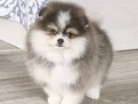 Wunderschöne Pomeranian-Welpen zu verkaufen - фото 3