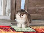 Wunderschöne Pomeranian-Welpen zu verkaufen - фото 7