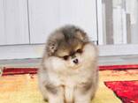 Wunderschöne Pomeranian-Welpen zu verkaufen - фото 8