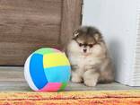 Wunderschöne Pomeranian-Welpen zu verkaufen - фото 9