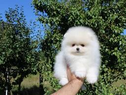 Wunderschöne Pomeranian-Welpen zu verkaufen.