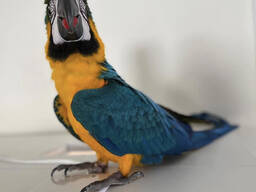 Wunderschöner Ara abzugeben