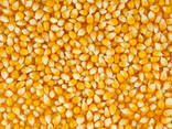 Yellow Corn - фото 1