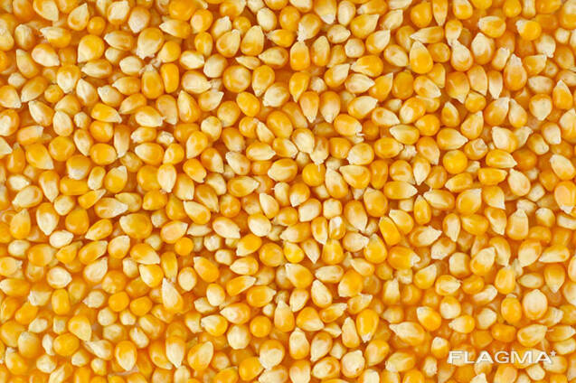Yellow Corn
