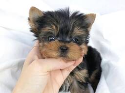 Yorkie-Welpe