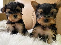 Yorkshire Terrier Welpe