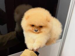 Yorkshire Terrier Welpen