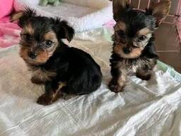 Yorkshire Terrier Welpen
