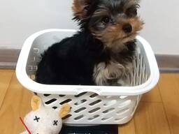 Йоркширского терьера