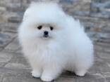 Здравствуйте, у нас продаются маленькие, милые щенки померанского шпица. - фото 1