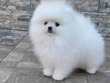 Здравствуйте, у нас продаются маленькие, милые щенки померанского шпица. - фото 3