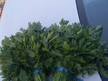Greens, Dill and Parsley from Uzbekistan - фото 1