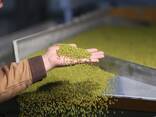 Green Mung bean from Uzbekistan - фото 3
